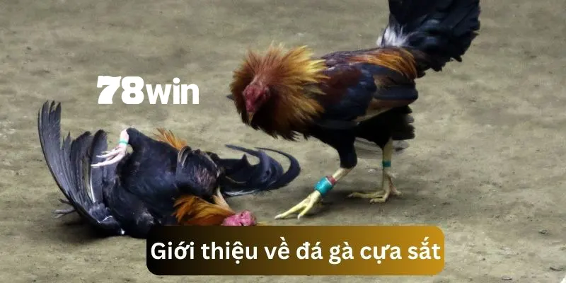 Tìm hiểu nội dung giới thiệu về đá gà cựa sắt