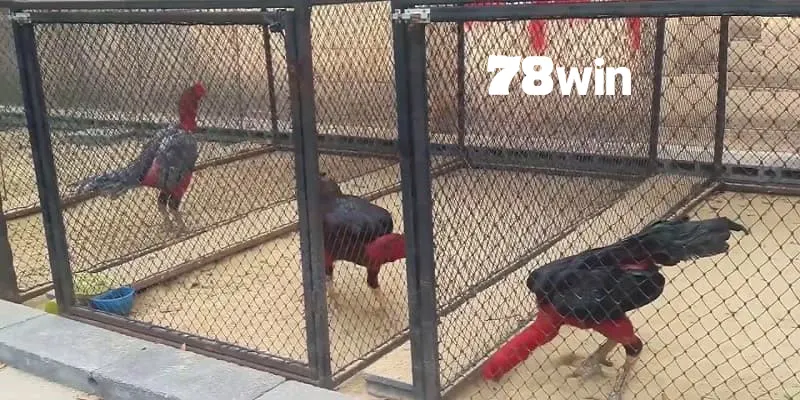 Cách Làm Chuồng Chạy Cho Gà Đá Giúp Chiến Kê Luyện Tập Bền Bỉ 2 Xem ngay tầm quan trọng của chuồng chạy gà đá